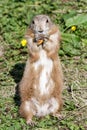 Single black-tailed prairie dog cynomys ludovicianus standing upright eating a pretzel