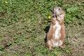 Single black-tailed prairie dog cynomys ludovicianus standing upright eating Royalty Free Stock Photo