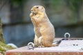 A single black-tailed prairie dog portrait