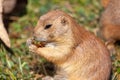 A single black-tailed prairie dog portrait Royalty Free Stock Photo