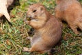 A single black-tailed prairie dog portrait Royalty Free Stock Photo