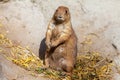 A single black-tailed prairie dog portrait Royalty Free Stock Photo