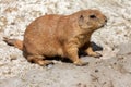 A single black-tailed prairie dog portrait Royalty Free Stock Photo