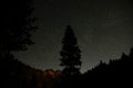 A single black tree silhouette in the focal point in front of a clear night sky.