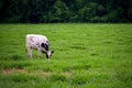 Single Black & White Cattle Grazing in Lush Green Pasture Royalty Free Stock Photo