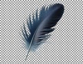 Single black and white feather on transparent background Royalty Free Stock Photo