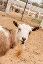 Single black, white and tan, bearded, blue eyes Nigerian dwarf pet goat, entering frame from the left, looking at camera with gent