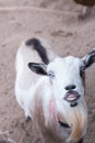 Single black, white and tan, bearded, blue eyes Nigerian dwarf pet goat looking up at camera with evil grin showing teeth, humorou