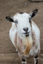 Single black, white and tan, bearded, blue eyes Nigerian dwarf pet goat looking up at camera with gentle smile on face, vertical f