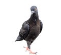 Single black wild pigeon standing and looking down the ground isolated on white background with clipping path Royalty Free Stock Photo