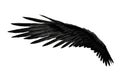 Single Black Bird Wing Isolated on White