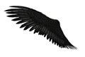 Single Black Bird Wing Isolated on White