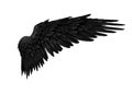 Single Black Bird Wing Isolated on White