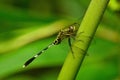 Single black and yellow dragonfly ictinogomphus rapax relaxing on a stem in nature background