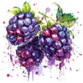 A single blackberry brims with vibrancy in this watercolor