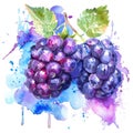 A single blackberry brims with vibrancy in this watercolor