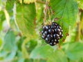 Single blackberry fruit closeup. Healthy fruits. Organic fruit. Royalty Free Stock Photo