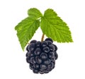Single blackberry with green leaves Royalty Free Stock Photo