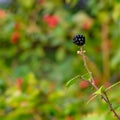 Single Blackberry in My Front Garden