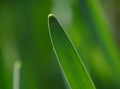 A single blade of grass in close-up