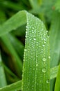 Single blade of grass with multiple water droplets