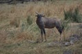 A single blauw wildebeest buck in the Kruger, National. Royalty Free Stock Photo