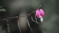 Single Bleeding heart flower on the plant branch Royalty Free Stock Photo