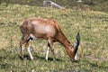 Single Blesbok Feeding on Dry Winter Grassland Royalty Free Stock Photo