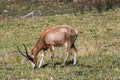 Single Blesbok Feeding on Dry Winter Grassland Royalty Free Stock Photo