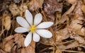 A Single Bloodroot Flower Royalty Free Stock Photo