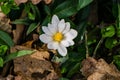 A Single Bloodroot Flower - 2 Royalty Free Stock Photo