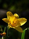 Single bloom of bright yellow Hemerocallis or day lily