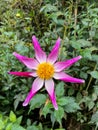 A single bloom of the fragrant dahlia Honka Pink in full flower