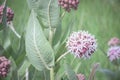 Single Bloom In Meadow Of Beautiful Pink Blooming Milkweed Plants Asclepias speciosa