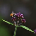 Single bloom of pink Verbena bonariensis, with a bumble bee feeding Royalty Free Stock Photo