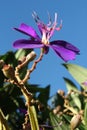 Purple princess flower pointing to the sky