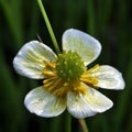 Single bloom of River water-crowfoot, Ranunculus fluitans