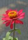 Single Bloom of Zinnia Elegant or Zinnia Violacea Flower, close up