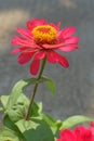 Single Bloom of Zinnia Elegant or Zinnia Violacea Flower, close up