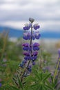 Single Blooming Arctic Lupine