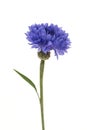 Single blooming blue cornflower