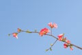 Single blooming branch of flowering quince bush