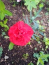 Single blooming carnation