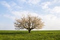 A single blooming cherry tree in morning sun