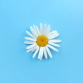 Single blooming daisy on blue