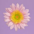 Single blooming flower in soft pastel pink and purple colors