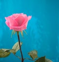 Single blooming pink rose with water drops and blue grunge acrylic abstract texture handmade artwork background. Copy space. Royalty Free Stock Photo