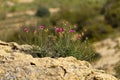 A single blooming purple thistle flower (cirsium vulgare) is overlooking a vast dry field. Royalty Free Stock Photo