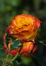 Single blooming rose