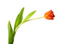 A single blooming Tulip Royalty Free Stock Photo